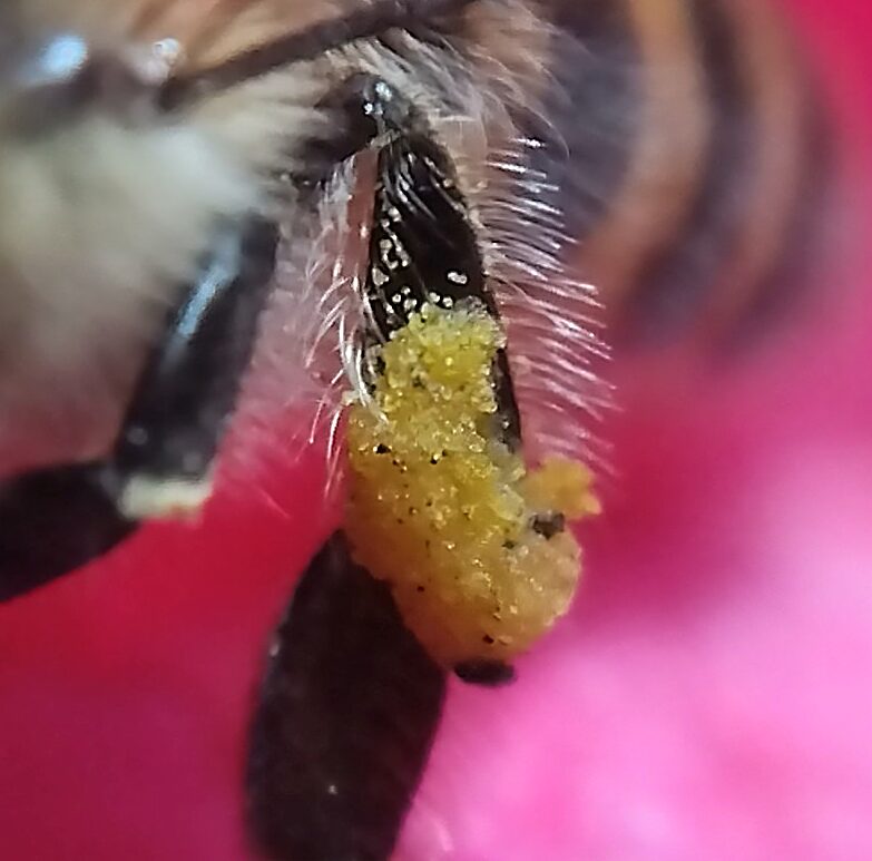 後ろ脚の「脛節（けいせつ）」という部分が平らなスプーンのような形のところに周囲を長い毛が囲んで「カゴ」のような役割の場所に花粉団子が付着している様子。