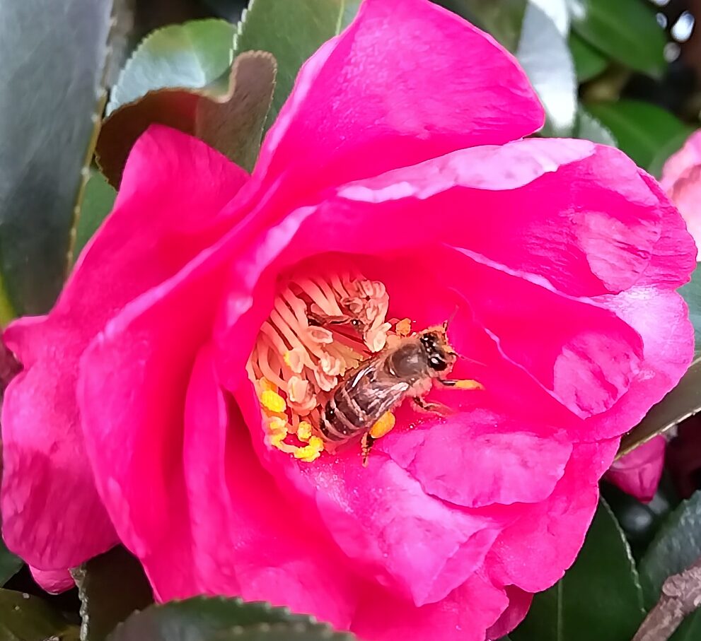 藪ツバキの花の中で花粉を集め、後ろ脚に黄色い花粉団子を付けたニホンミツバチ