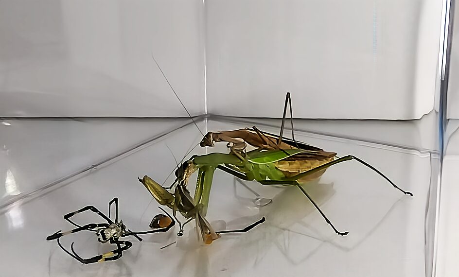 「異種間交尾中にオオカマキリのメスがイナゴを捕食する瞬間|強い食性が表れる珍しい行動」