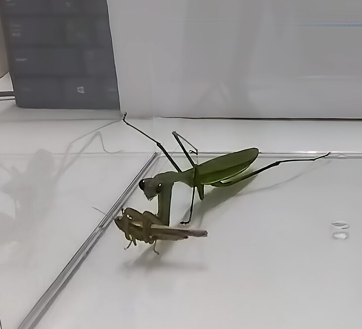 「オオカマキリが両前脚の鎌でイナゴを固定する瞬間の写真|獲物を逃がさない捕食姿勢」