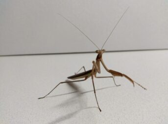 驚くほど細く長い脚で体を支え、こちらを見つめる茶色のカマキリ