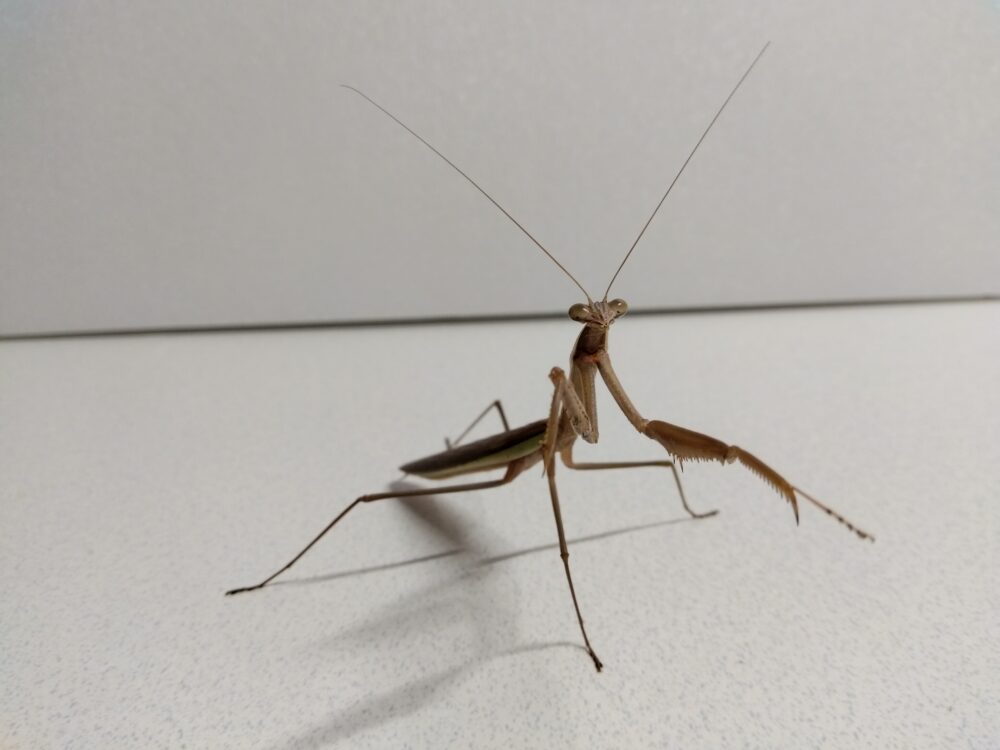 驚くほど細く長い脚で体を支え、こちらを見つめる茶色のカマキリ