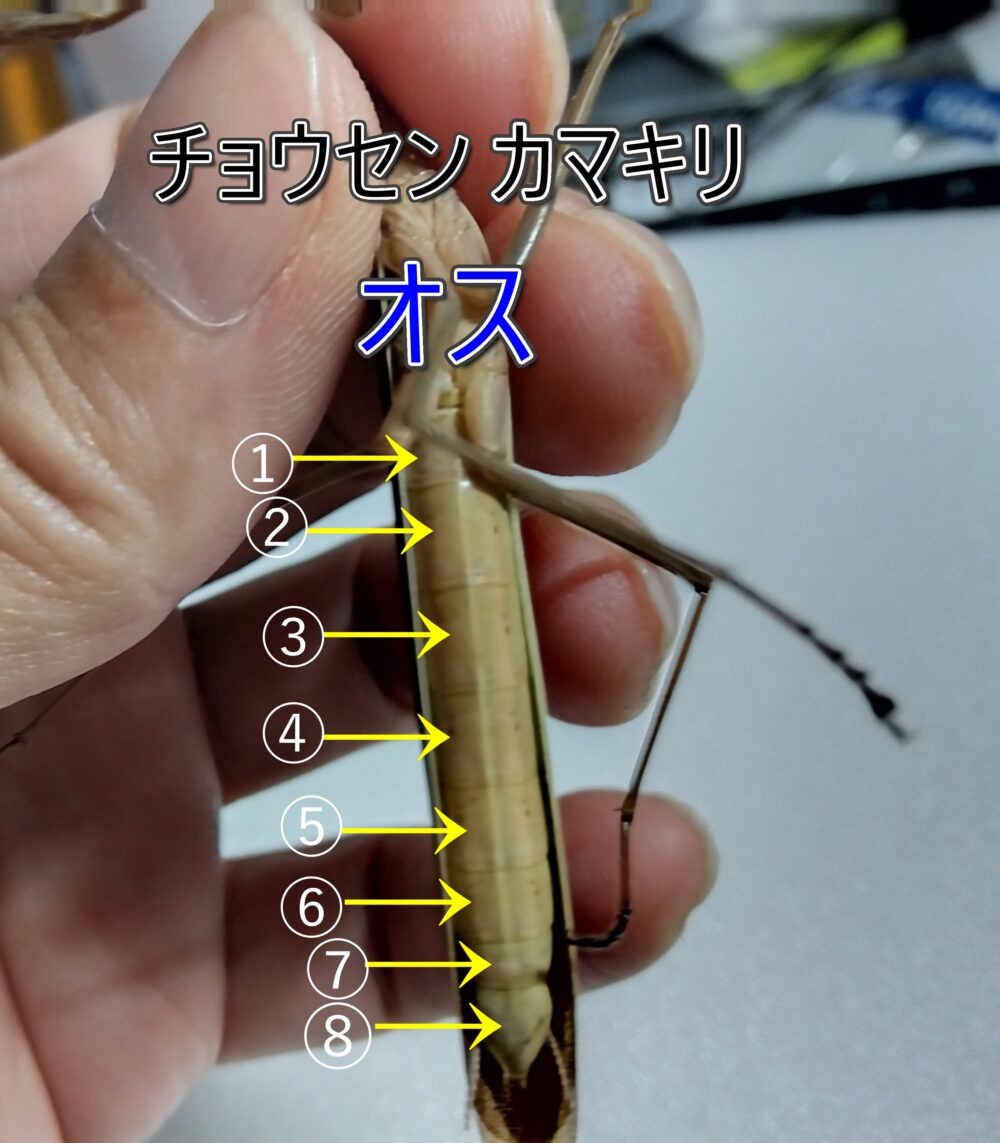 チョウセンカマキリのオスの腹部の節（ふし）を、矢印と数字（1〜8）で示した解説写真。オスは節が多く8節前後で性別判定に使える