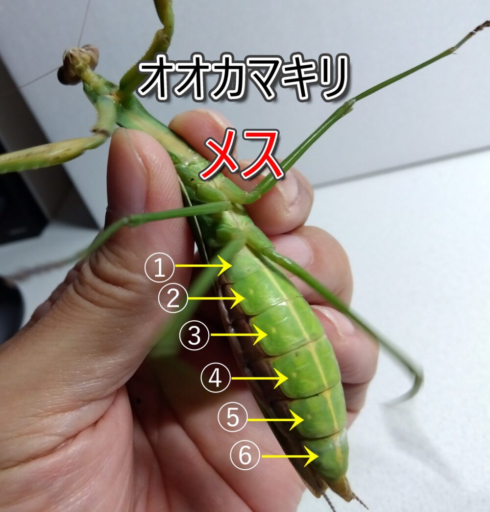 オオカマキリのメスの腹部の節（ふし）を、矢印と数字（1〜6）で示した解説写真。メスは節が6つ前後で性別判定に使える