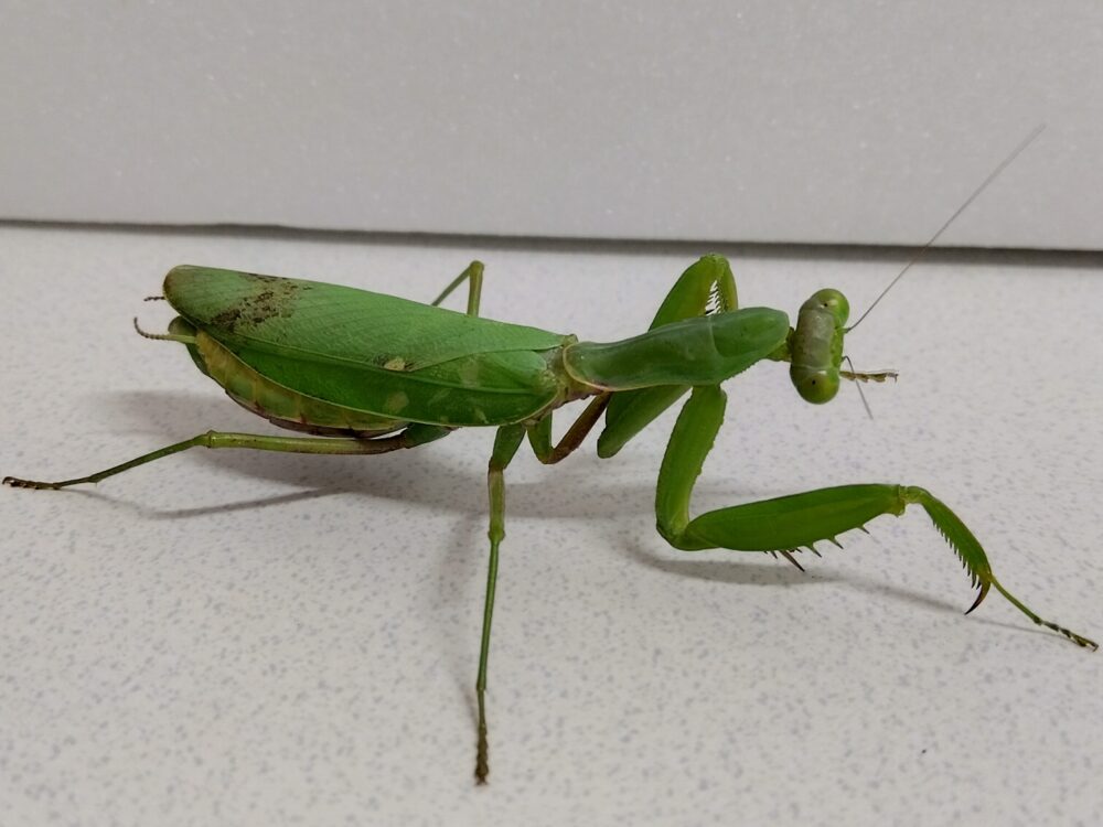 ハラビロカマキリのメスの横顔。鮮やかな緑色の翅（はね）の一部に、枯れ葉の虫食い跡や変色を模した茶褐色の模様がある様子。