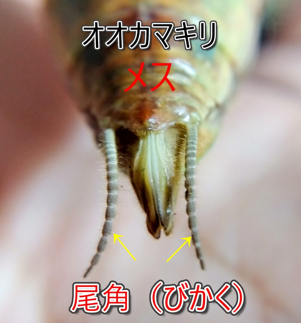 オオカマキリのメスの腹端（お尻）を拡大し、左右にある尾角（びかく）2本を矢印で示した解説写真