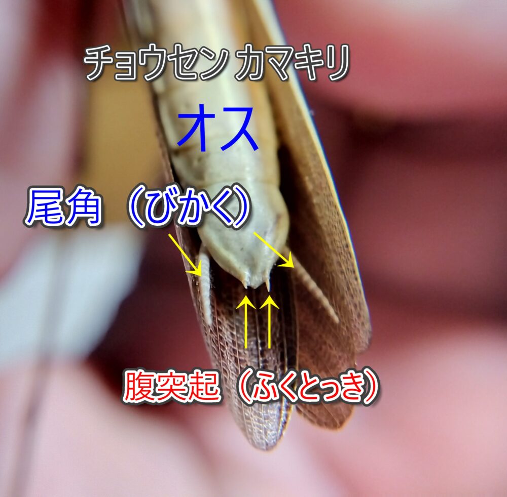 チョウセンカマキリのオスの腹端（お尻）を拡大し、左右の尾角（びかく）2本と尾角の内側にある腹突起（ふくとっき）2本を矢印で示した解説写真