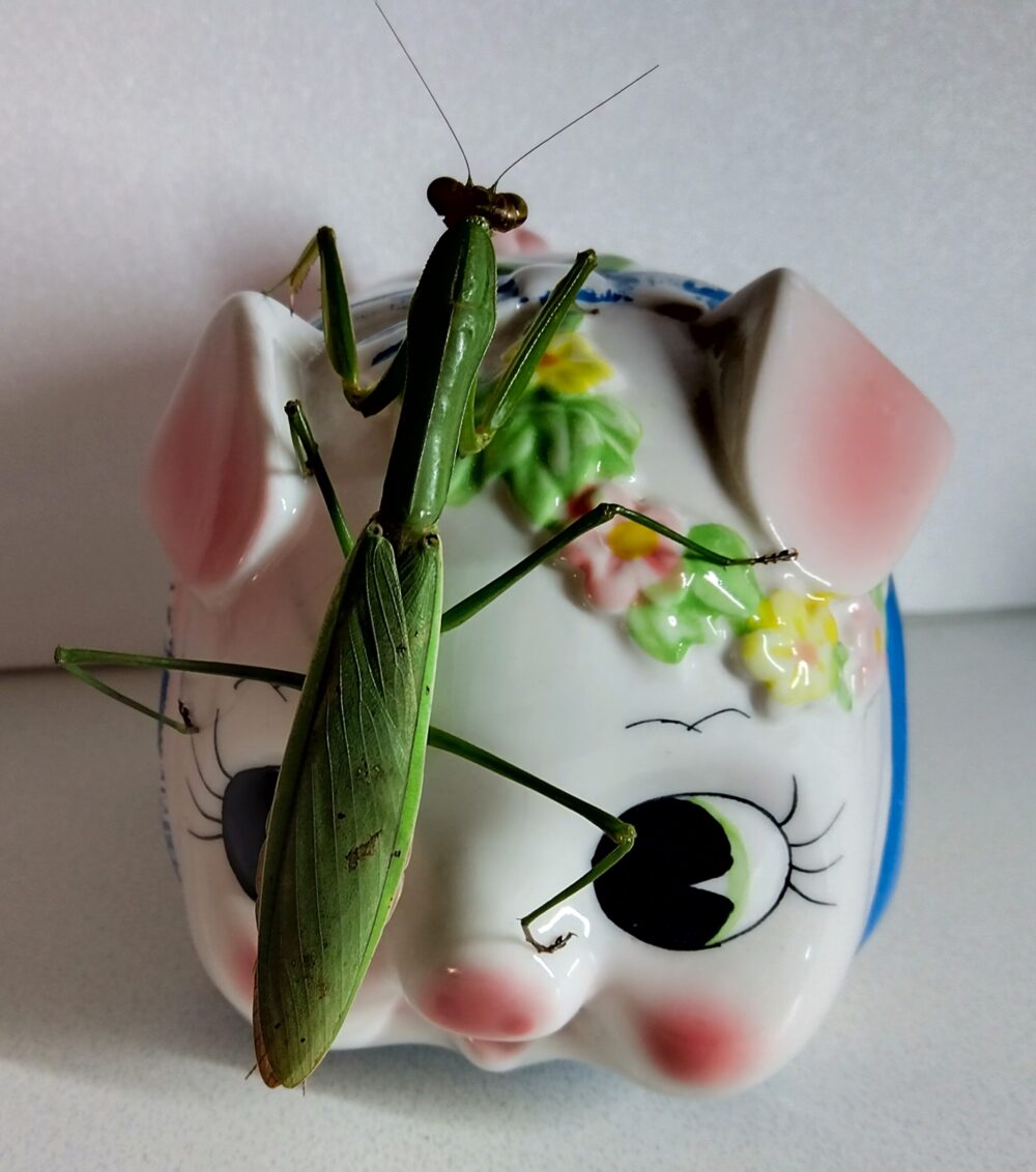 ブタの置物の上に止まるオオカマキリのメスを真上から捉えた写真。鮮やかな緑色の翅の表面に、所々枯れた葉のような茶色の斑点模様が見える。