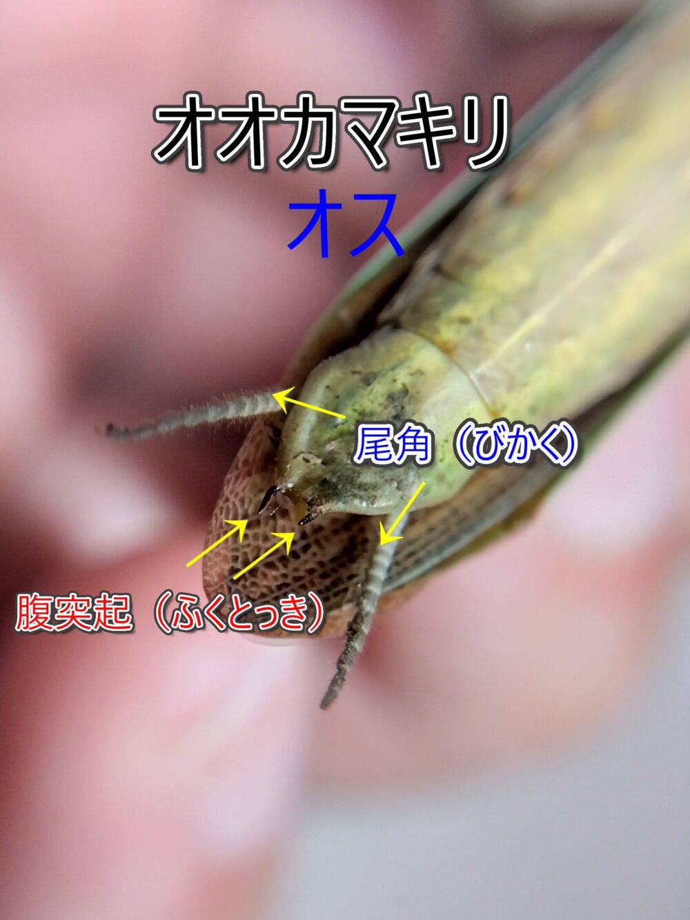 オオカマキリのオスの腹端（お尻）を拡大し、左右の尾角（びかく）2本と尾角の内側にある腹突起2本を矢印で示した解説写真