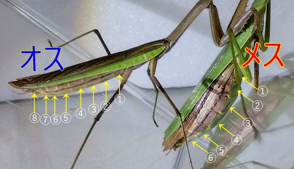 カマキリのオス（左）とメス（右）の腹部の節の数を、矢印と数字で示した比較写真。オスは8節、メスは6節で性別を判別する解説用画像