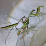 オオカマキリのオス（左）とメス（右）を並べた比較写真。体格差と腹部の節、翅の長さの違いで性別を見分ける解説用