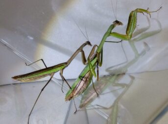 オオカマキリのオス（左）とメス（右）を並べた比較写真。体格差と腹部の節、翅の長さの違いで性別を見分ける解説用