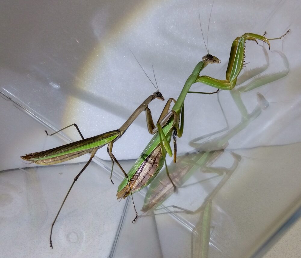 オオカマキリのオス（左）とメス（右）を並べた比較写真。体格差と腹部の節、翅の長さの違いで性別を見分ける解説用