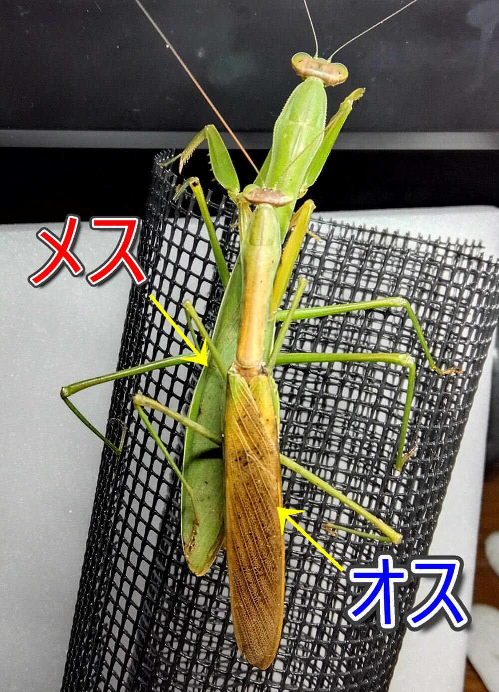 網の上で重なったオオカマキリのオスとメスを上から撮影し、翅の色(オスは褐色寄り・メスは緑寄り)の違いを矢印と文字で示した比較写真
