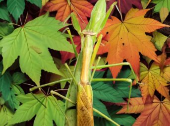 紅葉した葉を背景に交尾するオオカマキリのペア。メスの緑色とオスの茶色い翅が、秋の景色に溶け込む擬態の様子。