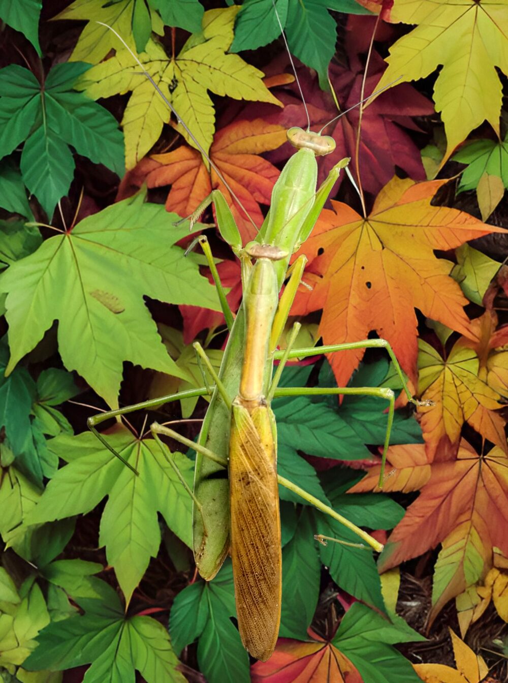 紅葉した葉を背景に交尾するオオカマキリのペア。メスの緑色とオスの茶色い翅が、秋の景色に溶け込む擬態の様子。
