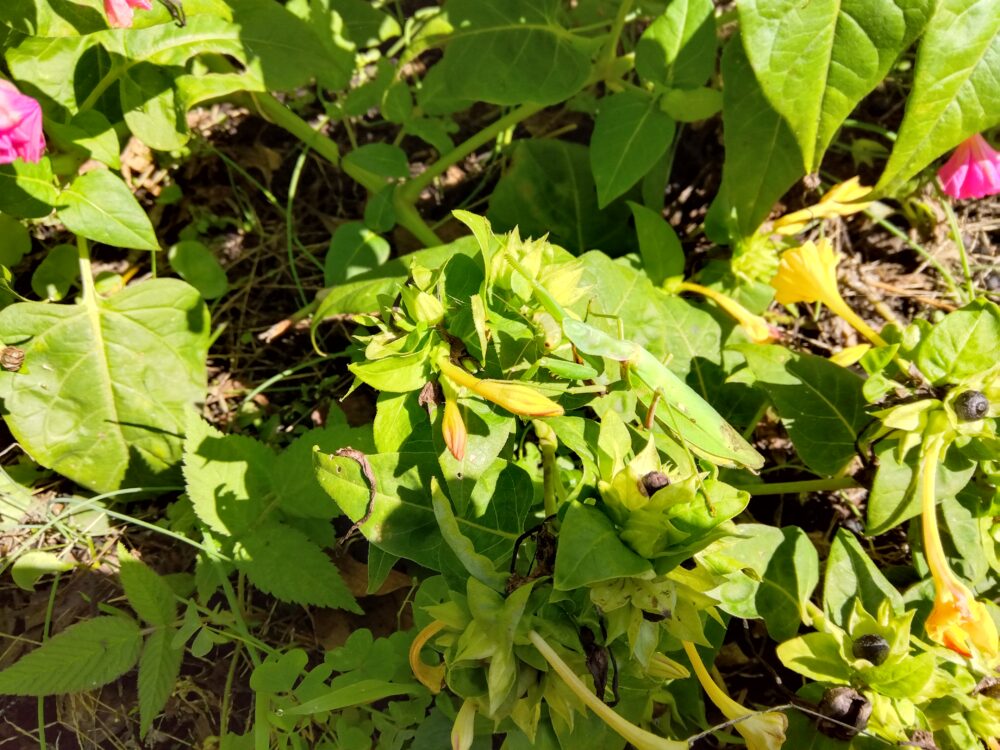 緑の葉と黄色い花が咲く植物の中に静止するハラビロカマキリのメス。体色と翅の緑色が周囲の植物の色と完全に同化し、擬態している様子。
