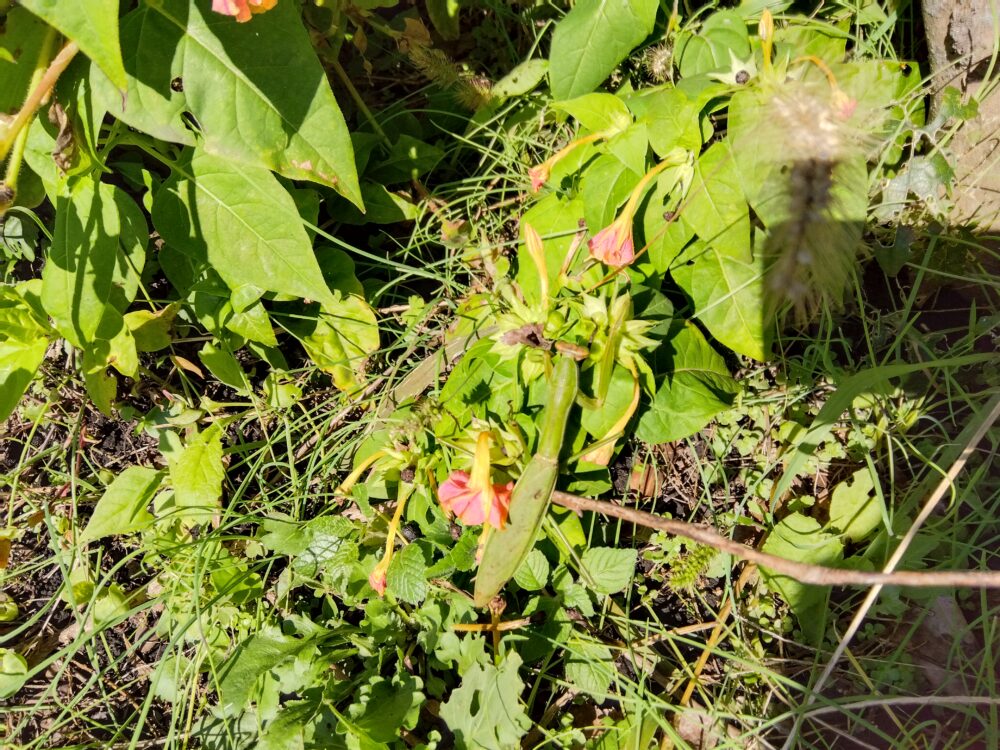 鮮やかな緑の葉と黄色い花に囲まれて静止するオオカマキリのメス。体色と植物の緑が完全に同化し、上空からの捕食者の目を欺いている様子。