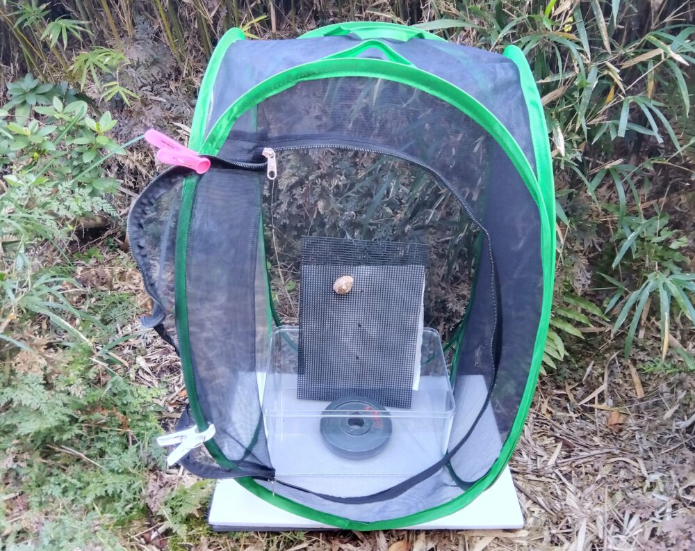 昆虫ゲージのチャック式扉を開けた状態で、内部に固定したカマキリの卵のうを確認できる越冬管理中の様子