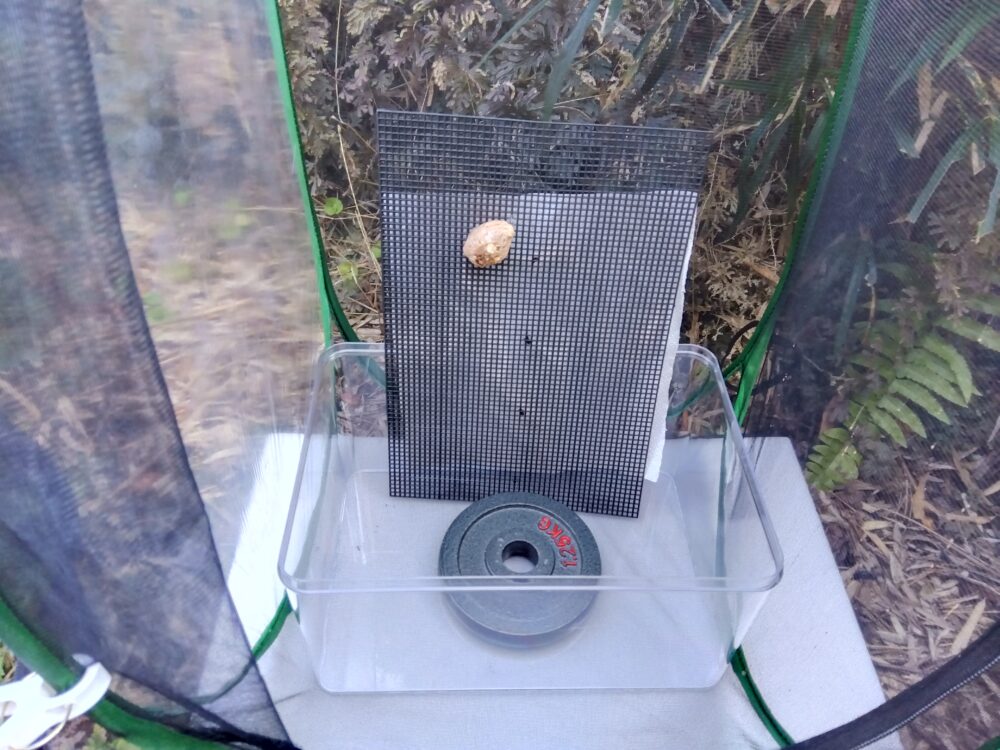 昆虫ゲージのチャック扉を開けたまま、内部に設置した板とカマキリの卵のう、転倒防止用の重りが確認できる越冬管理中の様子