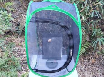 昆虫ゲージに固定したカマキリの卵のうを屋外の日陰に置き、越冬のために自然に近い寒さを経験させている様子