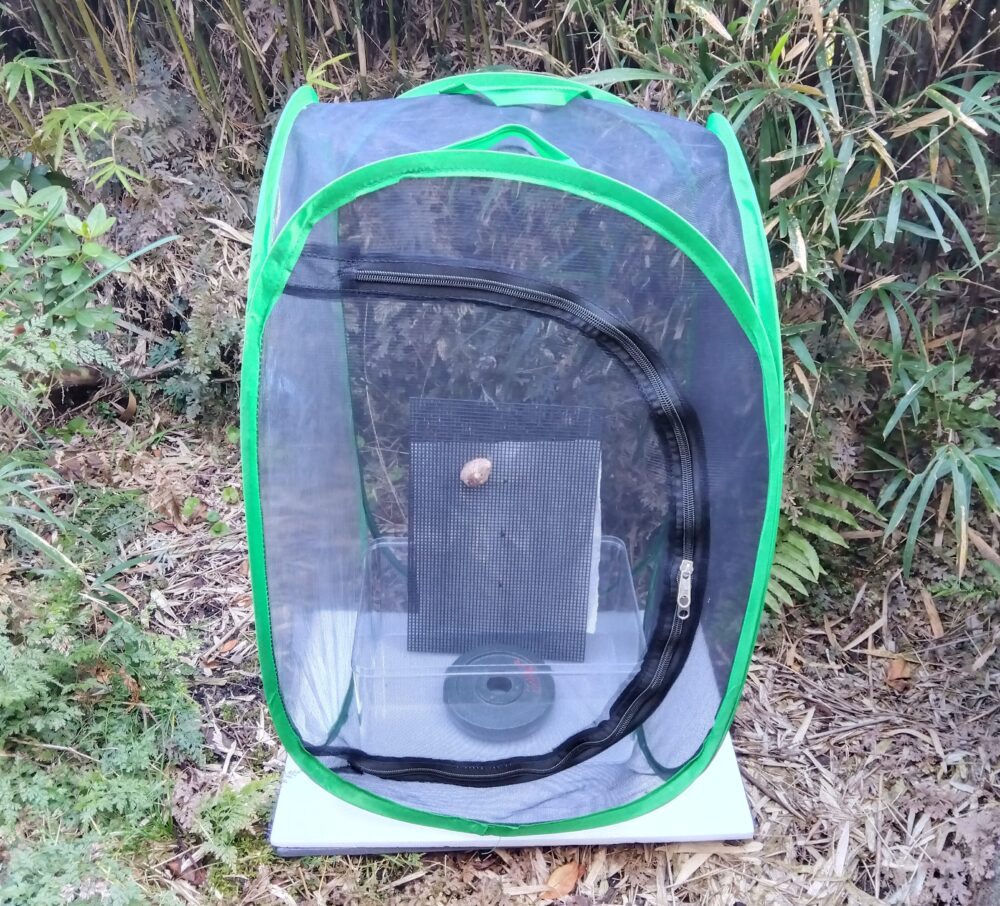 昆虫ゲージに固定したカマキリの卵のうを屋外の日陰に置き、越冬のために自然に近い寒さを経験させている様子