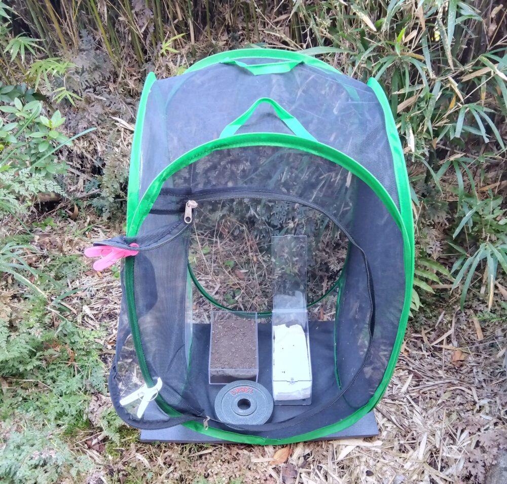 昆虫ゲージ内にダンベルで固定し、ハネナガイナゴとトゲナナフシの卵が入った角のあるプラケースを設置した様子。網の引っ掛かりや破損に注意が必要な例