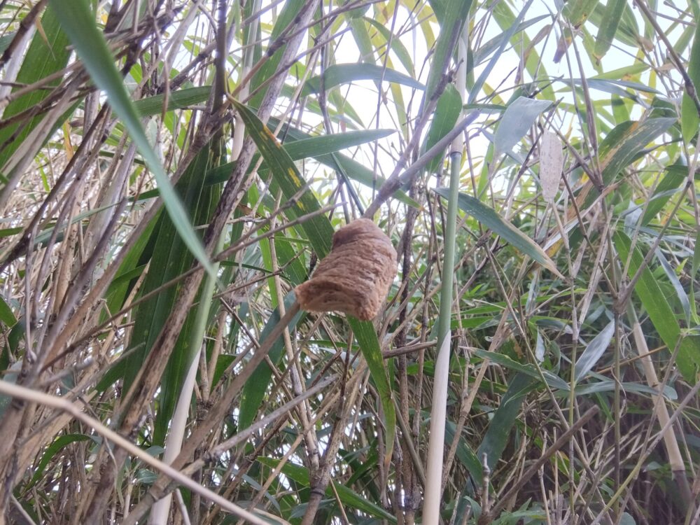 冬の枯れ枝に付いた茶色く丸みを帯びたオオカマキリの卵のう。背景には笹の葉が広がっている。