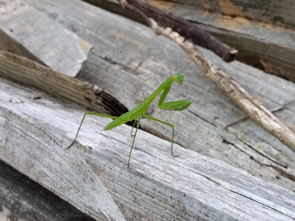 古びた木材の上に立つ、若草色のオオカマキリの幼虫（4齢期頃）。体を左右にユラユラと揺らして風になびく木の葉に擬態しながら、周囲を警戒するように見つめています。