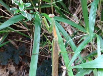 オオカマキリのオスが笹竹の葉に静止して茶褐色の翅で周りの枯れ枝などに溶け込み、姿を見えにくくしている姿。