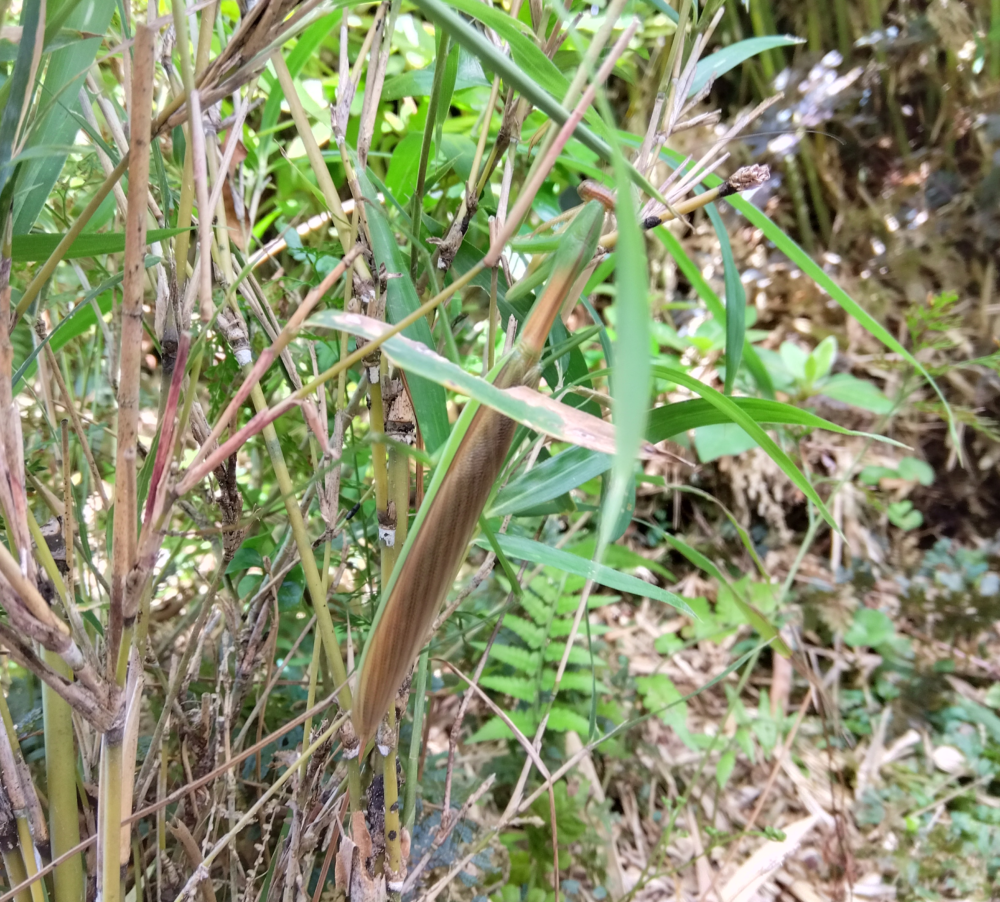 オオカマキリのオスが笹竹に静止している様子。枯れ枝と笹竹の葉に翅の茶褐色が同化して捕食者から身を守っている。