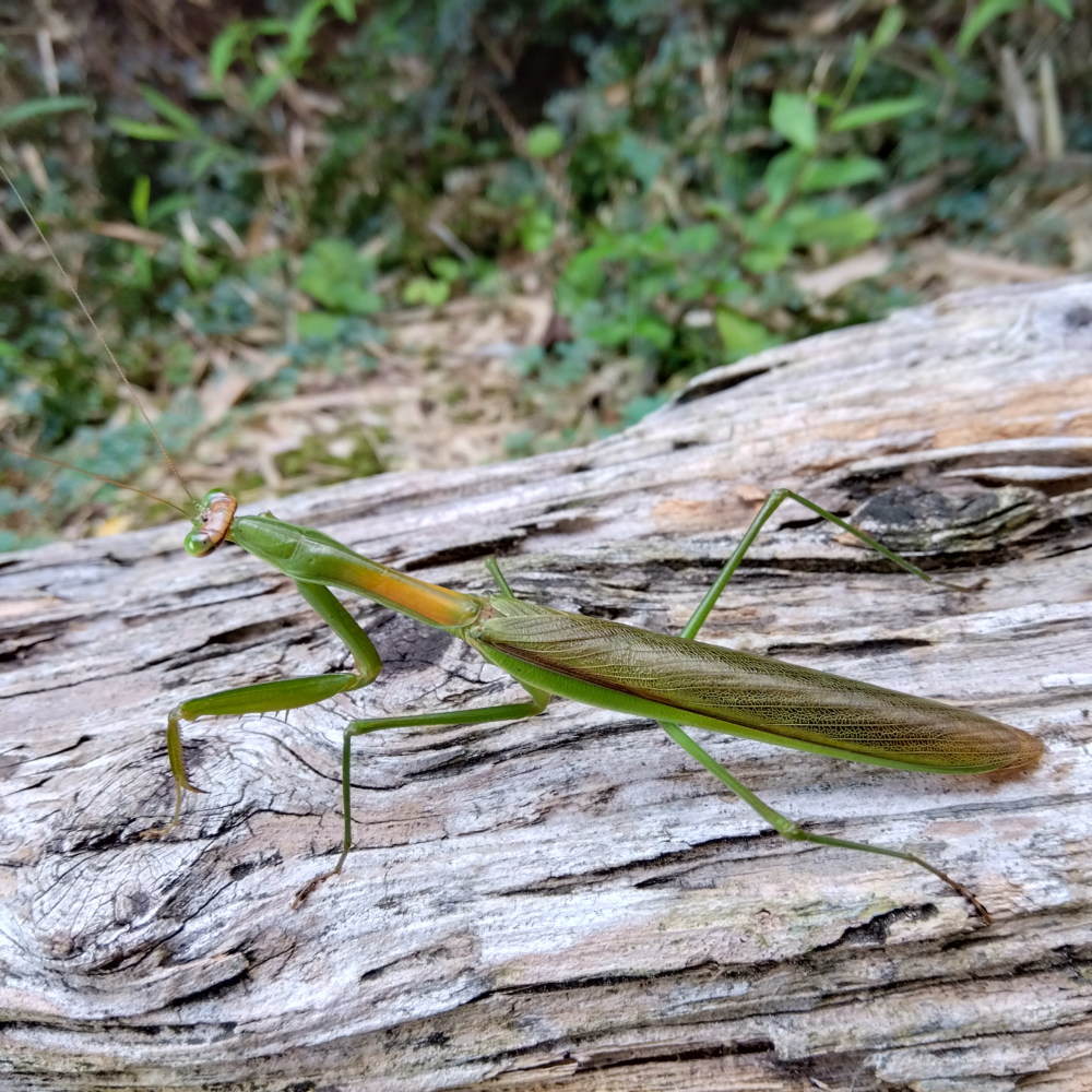 オオカマキリのオスが朽ち木の上で静止している様子。胴の色が茶色があり、翅の色に茶色が混ざった深緑色をしている。