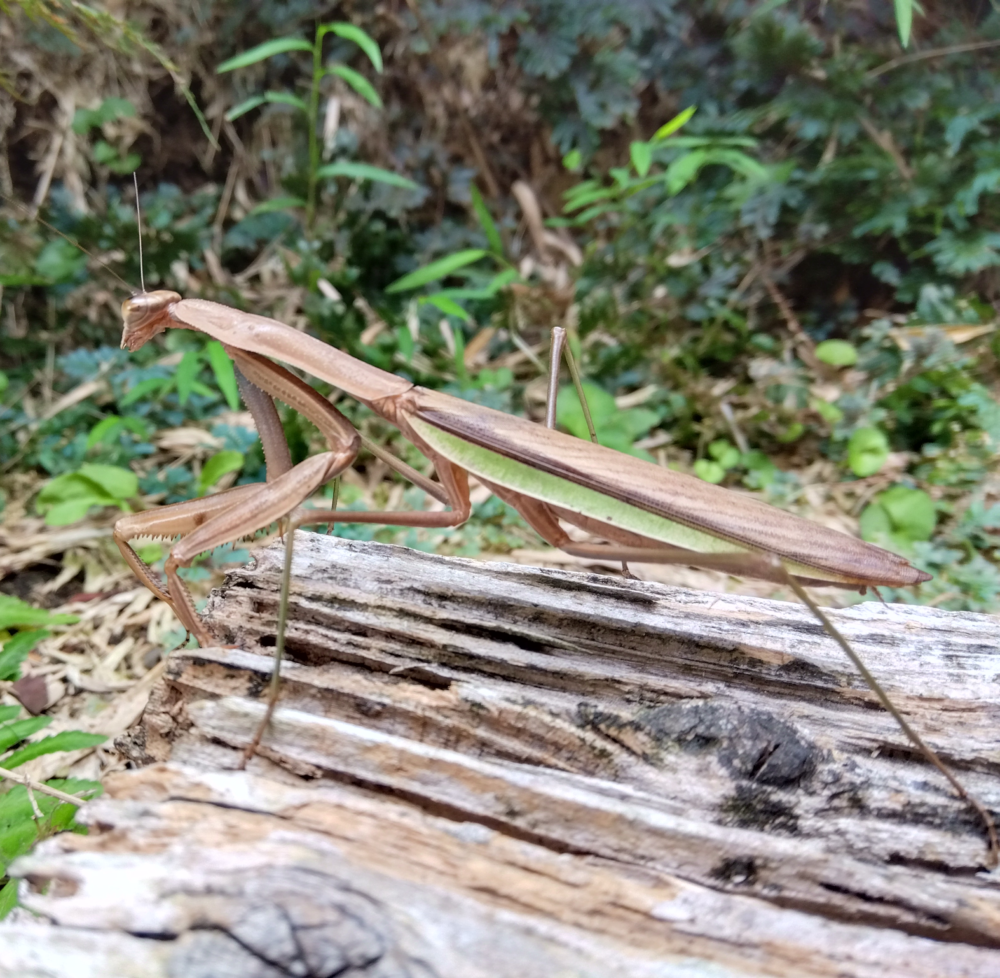 オオカマキリのメスが朽ち木の上で静止している様子。茶褐色の体と朽ち木の色で同化して身を守っています。