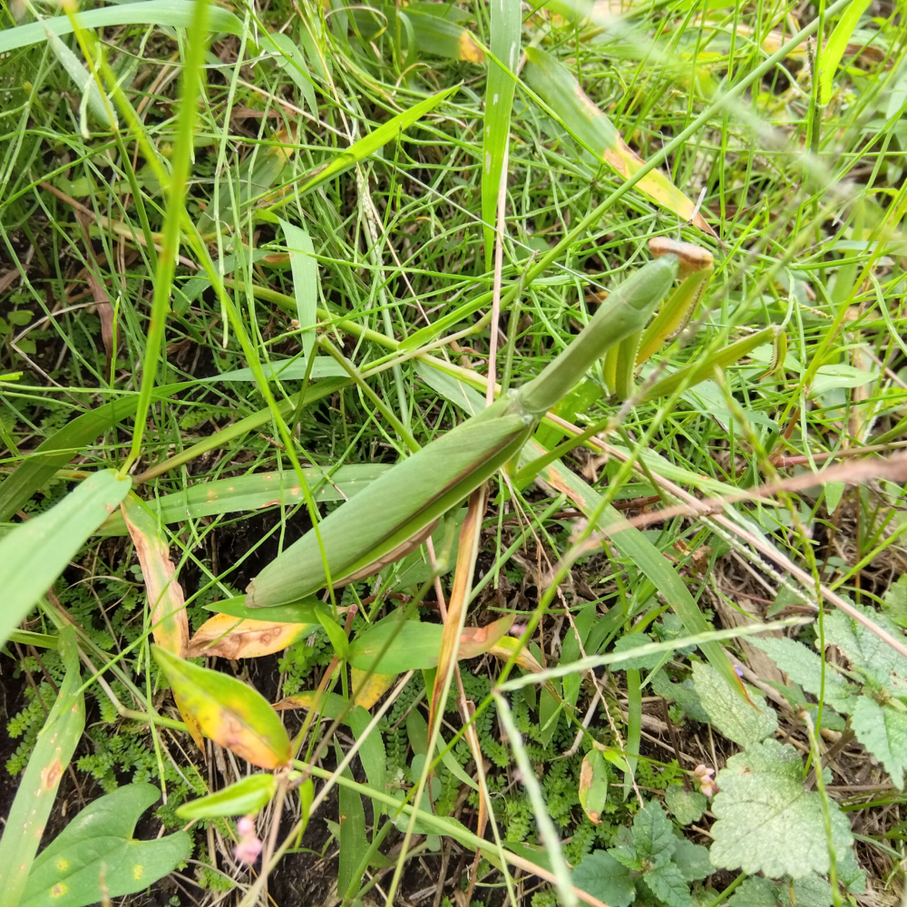 オオカマキリのメスが草むらに静止している様子。草の色と緑色の体と翅で見事に捕食者の目を欺いている。