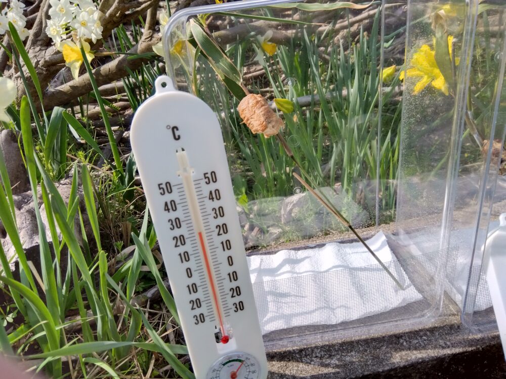 2026年3月28日午前10時過ぎの外気温測定。手前に置かれた白い棒状温度計が22℃を指している。背景には透明ケース内のオオカマキリの卵鞘が日光を浴びており、周囲には黄色のスイセンの花と緑の葉が茂っている。
