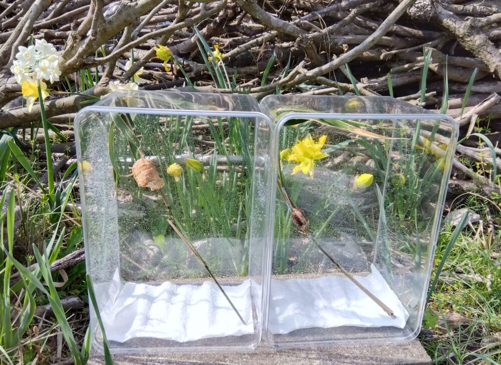 春の陽光を浴びるカマキリの卵鞘。左の透明ケースにオオカマキリ、右にハラビロカマキリの卵鞘が、それぞれ竹の枝に付き、白いキッチンペーパーの上に置かれている。背景には、黄色のスイセン、薪の山が見える、2026年3月28日午前10時過ぎの様子。