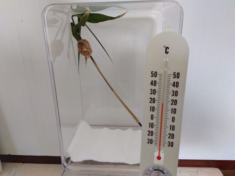室内の日陰で管理されているオオカマキリの卵鞘（らんしょう）。手前の温度計は18℃を指しており、屋外よりも気温が低いことが確認できる。透明ケースの中に竹の枝と卵鞘、底には白いキッチンペーパーが敷かれている。2026年3月28日午前10時過ぎの様子。