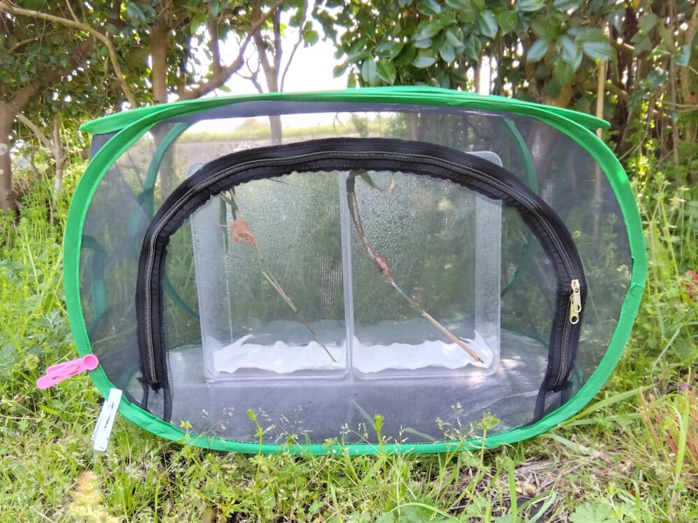 草原に置かれた緑色の昆虫ケージ。霧吹きによる水分補給が完了し、前面のファスナーが完全に閉じられている。中の透明ケースの内壁には細かい水滴が付着しており、オオカマキリとハラビロカマキリの卵鞘が湿度の保たれた環境に置かれている。2026年3月28日午後5時前の様子。