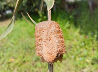 竹の枝に産み付けられたオオカマキリの卵鞘の接写（クローズアップ）。茶色く弾力性のありそうな泡状の構造がはっきりと確認できる。2026年3月28日、春の午後の日光を浴びている様子。