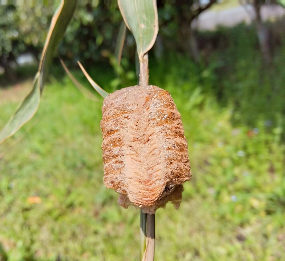 竹の枝に産み付けられたオオカマキリの卵鞘の接写（クローズアップ）。茶色く弾力性のありそうな泡状の構造がはっきりと確認できる。2026年3月28日、春の午後の日光を浴びている様子。