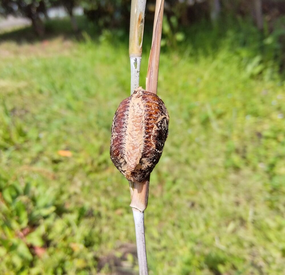 竹の枝に産み付けられたハラビロカマキリの卵鞘（らんしょう）。オオカマキリよりも色が濃い茶色で、小ぶりで硬そうな丸みを帯びた形状をしている。背景には緑の芝生が広がる2026年3月28日午後の様子。