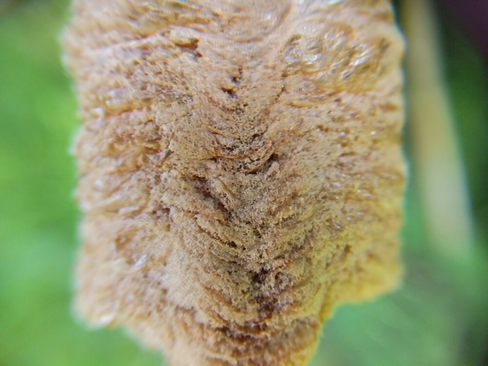 オオカマキリの卵鞘（らんしょう）の中央部をマクロレンズで拡大撮影した写真。断熱材のような細かい気泡構造と、中央に並ぶ鱗状の層が鮮明に写っている。2026年3月28日午後の撮影。