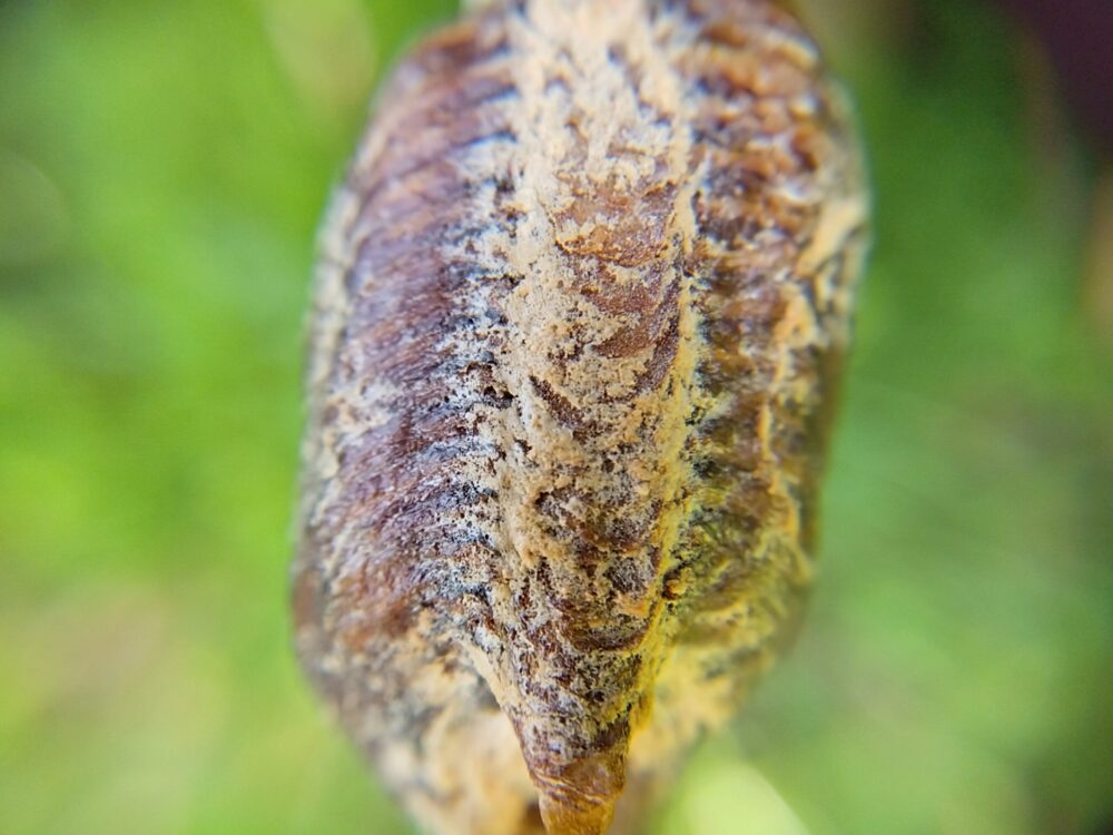 ハラビロカマキリの卵鞘（らんしょう）をマクロレンズで接写した写真。オオカマキリよりも濃い茶褐色で、表面には硬そうな光沢と細かな層状の重なりが見える。2026年3月28日午後の自然光での撮影。