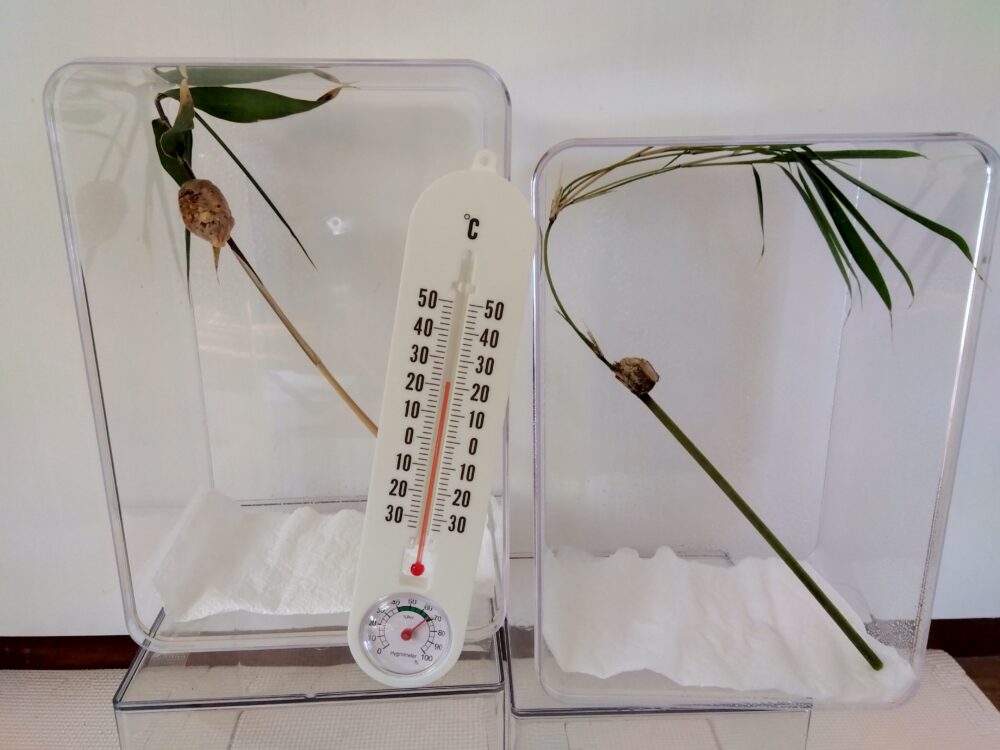 2026年3月28日午後2時半過ぎの室内温度。中央に置かれた温度計が22℃を指している。背後には2つの透明ケースがあり、左側にオオカマキリ、右側にハラビロカマキリの卵鞘が、それぞれ竹の枝に固定され管理されている様子。