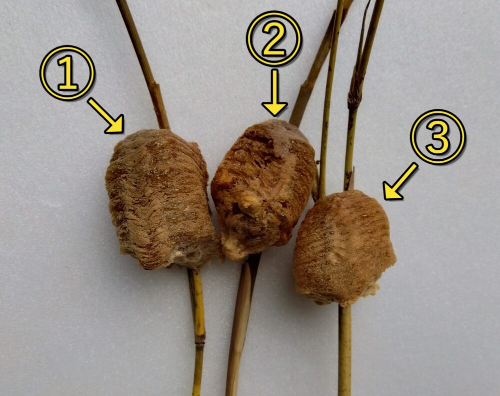 3つの異なるオオカマキリの卵鞘が並んでいる写真。1番と2番は交尾確認済み、3番はスカスカで無精卵とみられる。