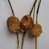 3つの異なるオオカマキリの卵鞘が並んでいる写真。左の2つは健康で、交尾が確認されている。右の1つは平らで、無精卵の可能性がある。