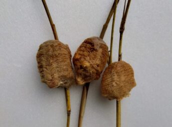 3つの異なるオオカマキリの卵鞘が並んでいる写真。左の2つは健康で、交尾が確認されている。右の1つは平らで、無精卵の可能性がある。