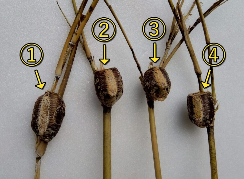 4つのハラビロカマキリの卵鞘を並べた比較写真。左から1番（外）、2番（室内）、3番（窓際）は同一の食欲旺盛なメスが産んだ卵、一番右の4番は元気がなかった別のメスが産んだ無精卵とみられる卵鞘。