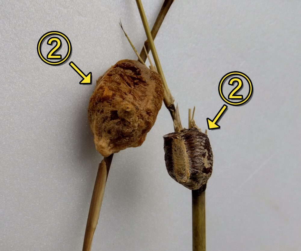 室内の日陰で管理している2種類のカマキリの健康な卵鞘の比較写真。左側が濃い茶色でパンパンに膨らんだオオカマキリの卵鞘（②）、右側が同じくふっくらと丸みを帯びたハラビロカマキリ的卵鞘（②）。