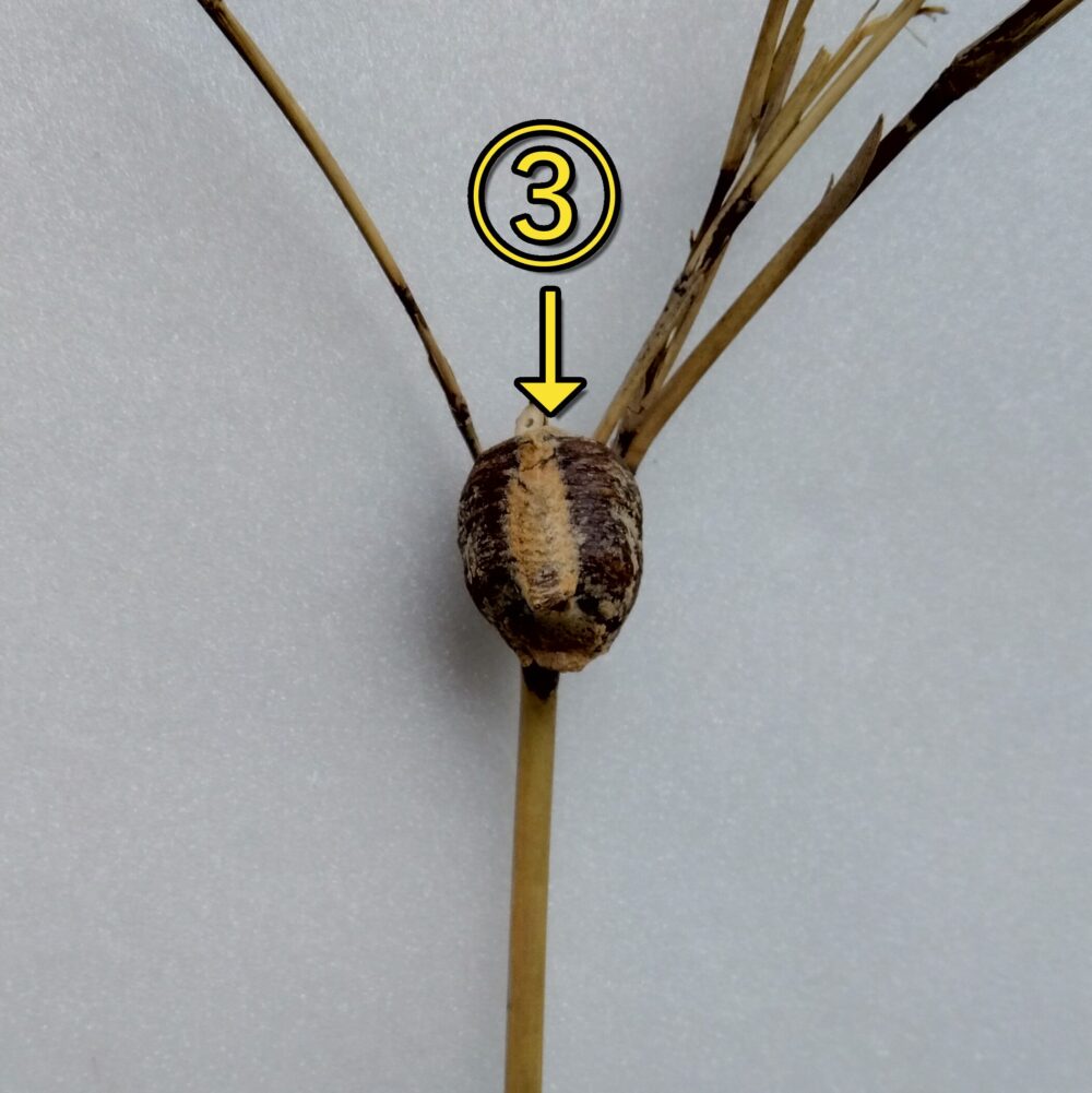 リビングの窓際で管理しているハラビロカマキリの卵鞘（③）。小ぶりながらも全体的に丸みがあり、パンパンに膨らんだ健康的な状態の写真。